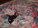 boo-nap-disturbed.jpg