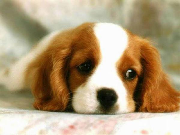 sad_face-600×450.jpg sad_face-600×450.jpg